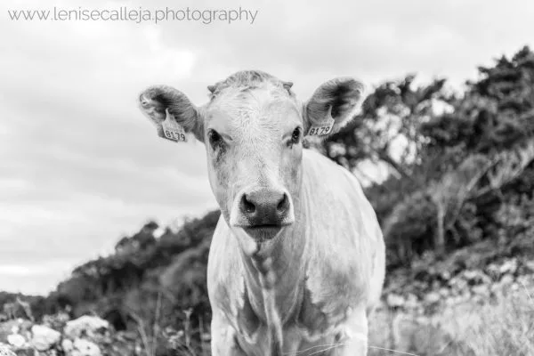 lenisecalleja.photography.pt81