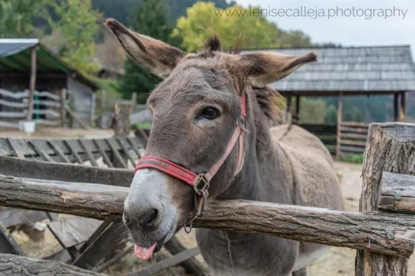 lenisecalleja.photography.sk10