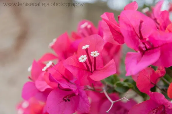 lenisecalleja.photography.mt113