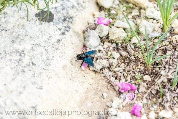 lenisecalleja.photography.mt117